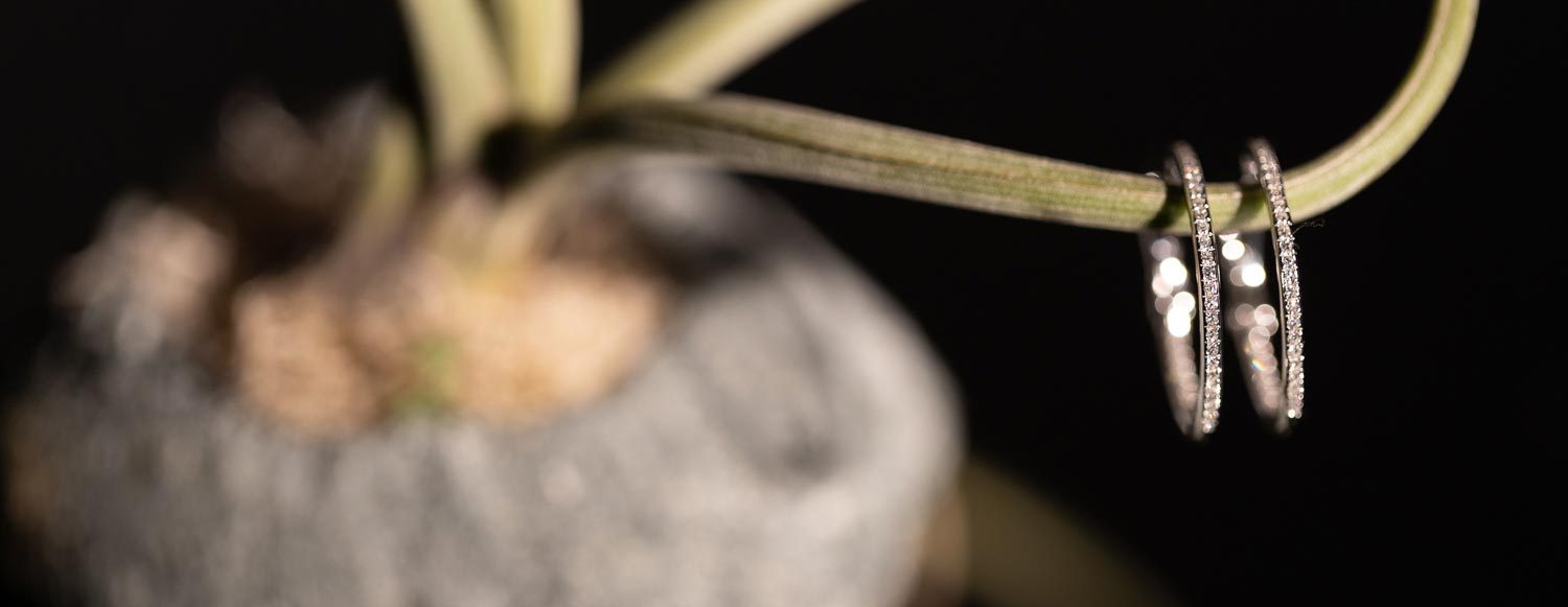 Two diamond hoops hanging from a plant leaf